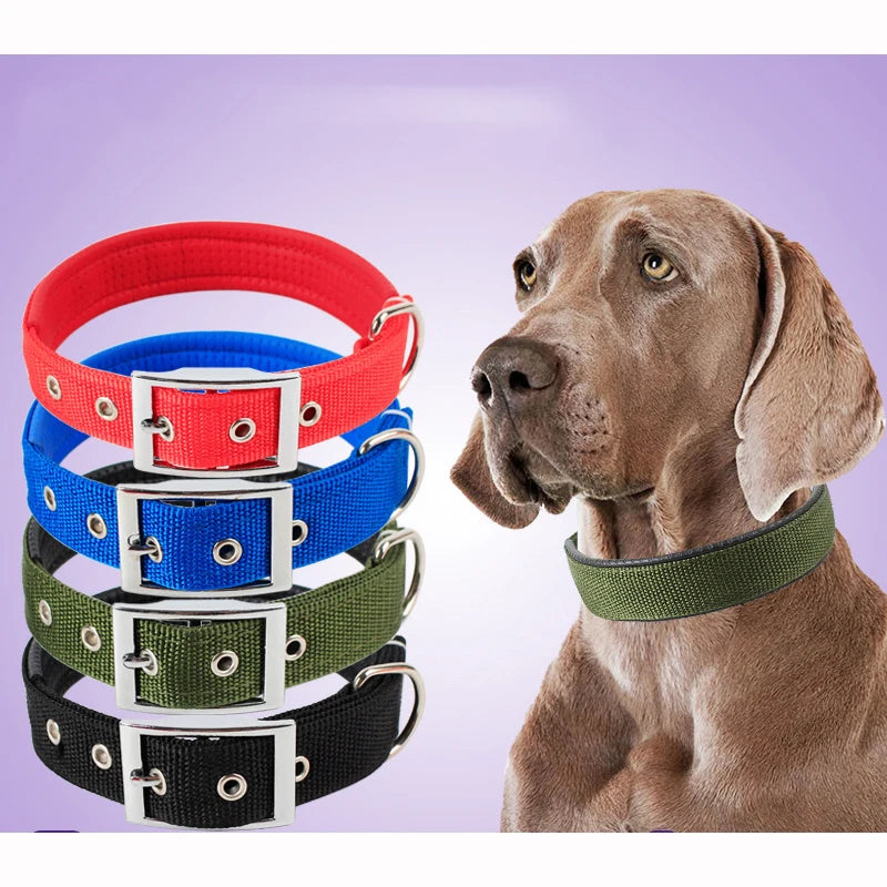 Collier en nylon pour chien
