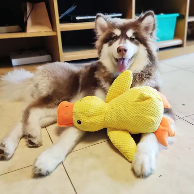 Peluche canard couineuse pour chien